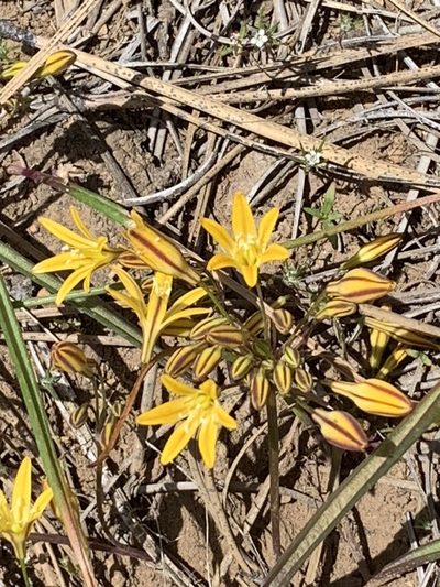 Triteleia montana, photographed by Leah Gardner
