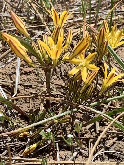 Triteleia montana, photographed by Leah Gardner