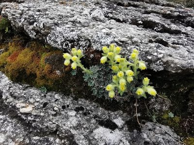 Saxifraga luteoviridis, photographed by thecolumbarium