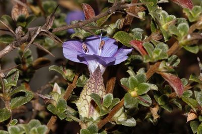 Barleria crassa, photographed by i_c_riddell