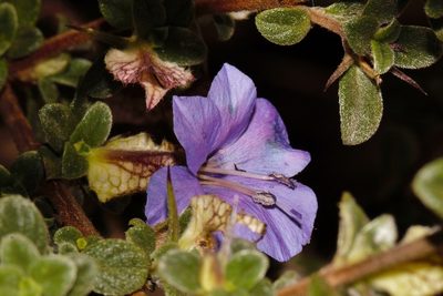 Barleria crassa, photographed by i_c_riddell