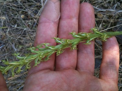 Platanthera elongata, photographed by Ken-ichi Ueda