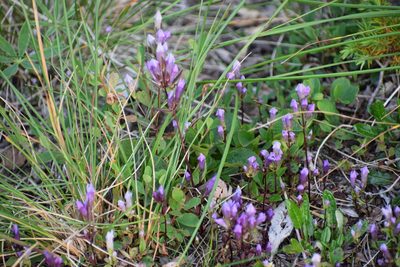 Gentianella propinqua, photographed by Syd Cannings