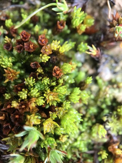 Oligotrichum hercynicum, photographed by Andrew Melton