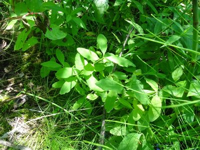 Lonicera oblongifolia, photographed by Reuven Martin