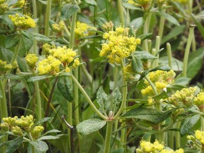 Eriogonum wootonii, photographed by CK2AZ