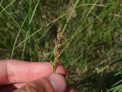 Carex diandra, photographed by Reuven Martin