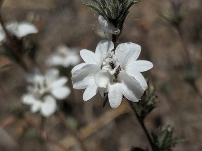Calycadenia villosa, photographed by Alex Heyman