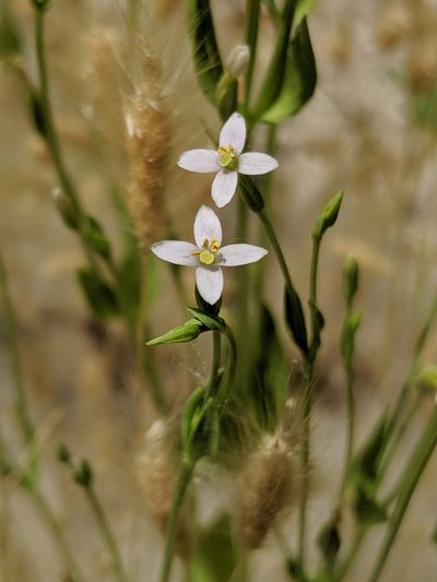 Zeltnera exaltata, photographed by Alex Heyman