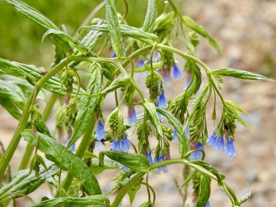 Mertensia franciscana, photographed by CK2AZ