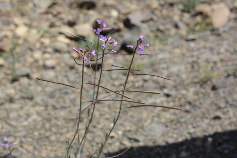 Boechera divaricarpa, photographed by Alison Northup