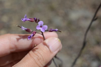 Boechera divaricarpa, photographed by Alison Northup