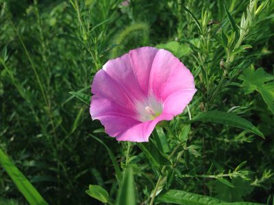 Calystegia pubescens, photographed by Kim, Hyun-tae