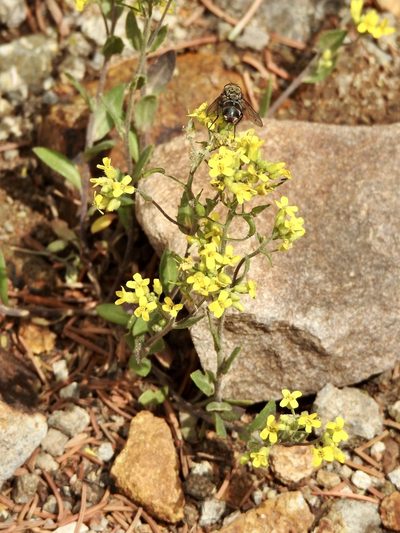 Draba helleriana, photographed by CK2AZ