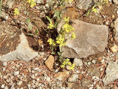 Draba helleriana, photographed by CK2AZ