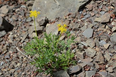 Lomatium brandegeei, photographed by Alison Northup