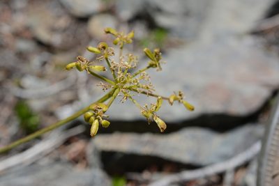 Lomatium brandegeei, photographed by Alison Northup