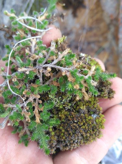 Selaginella afrorum, photographed by Brian du Preez
