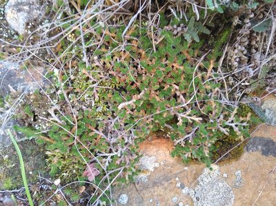 Selaginella afrorum, photographed by Brian du Preez