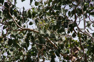 Eucalyptus platyphylla, photographed by Terra Occ