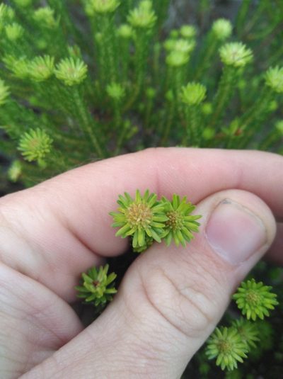 Agathosma stenopetala, photographed by Brian du Preez
