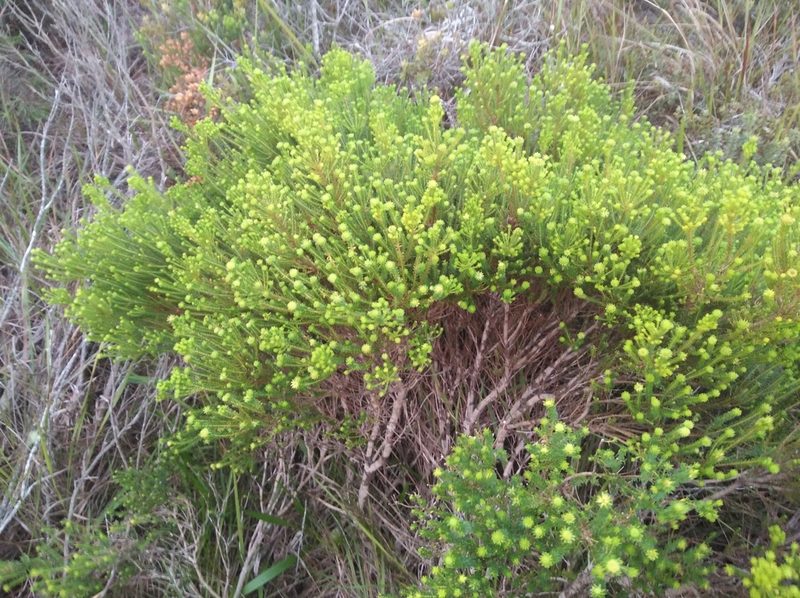 Agathosma stenopetala, photographed by Brian du Preez