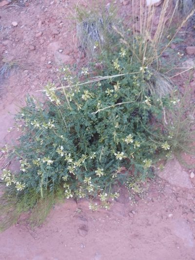 Peteria thompsoniae, photographed by runcator