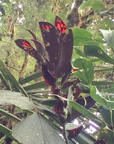 Columnea dimidiata, photographed by tlaloc27
