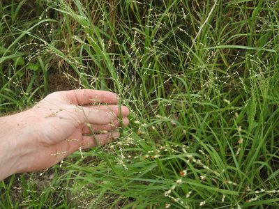 Panicum coloratum, photographed by Matt C