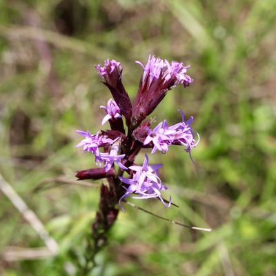 Liatris acidota, photographed by Laura Clark
