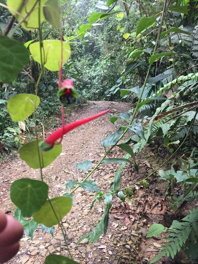 Tropaeolum deckerianum, photographed by tlaloc27