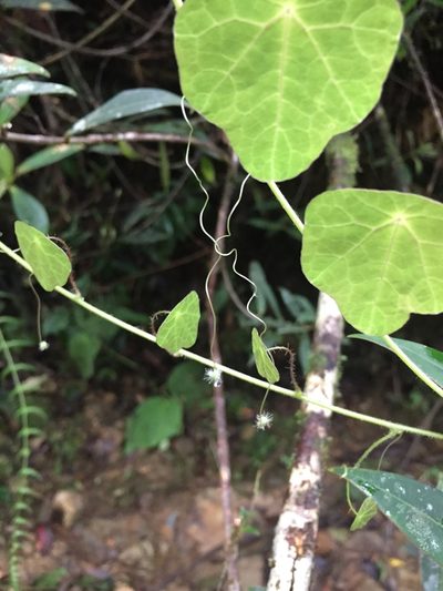 Tropaeolum deckerianum, photographed by tlaloc27