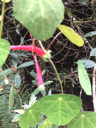 Tropaeolum deckerianum, photographed by tlaloc27