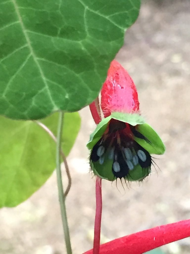Tropaeolum deckerianum, photographed by tlaloc27