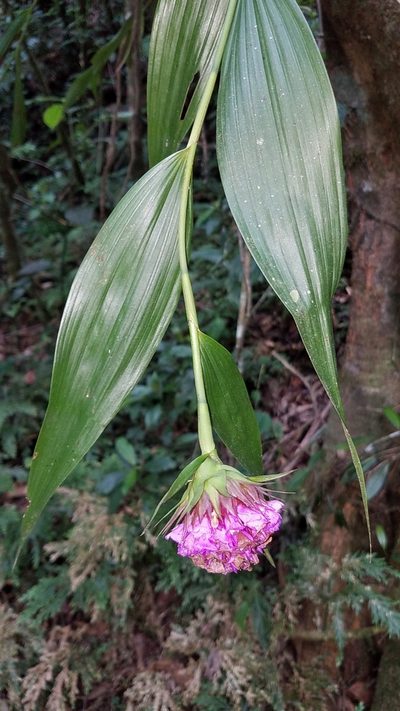 Elleanthus capitatus, photographed by Alan Rockefeller