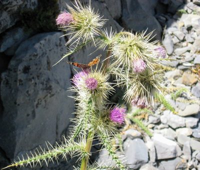 Cirsium clokeyi, photographed by Justin