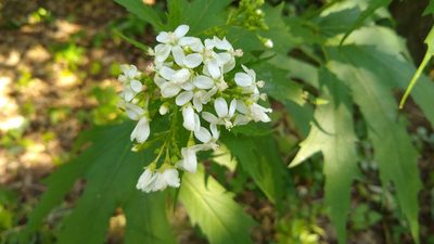 Napaea dioica, photographed by Dana Lee Ling