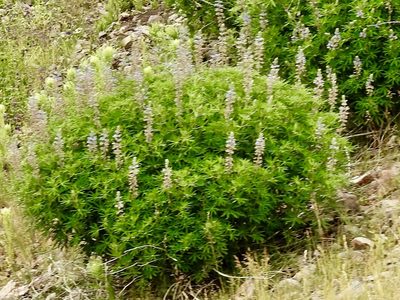 Lupinus sierrae-blancae, photographed by CK2AZ