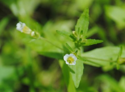 Gratiola neglecta, photographed by Zihao Wang