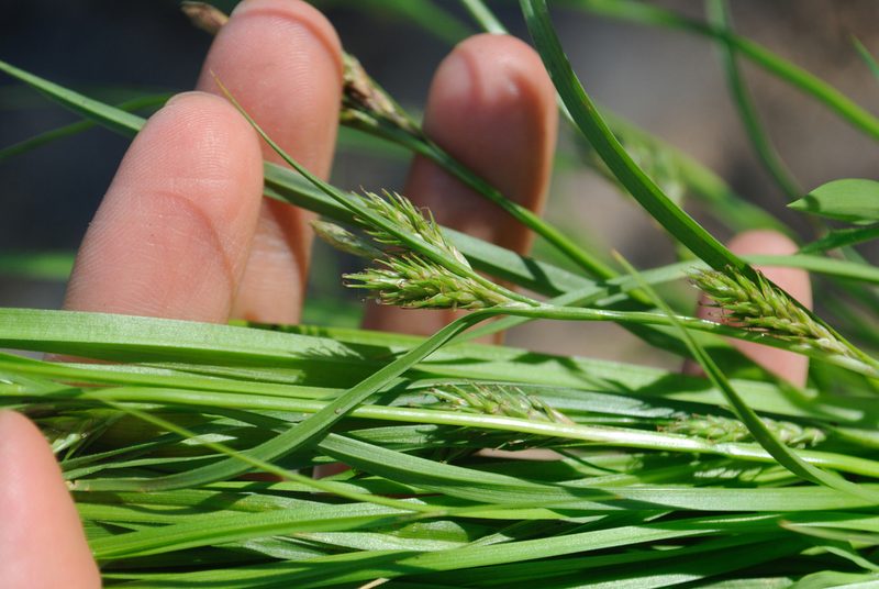 Carex secalina, photographed by Zihao Wang