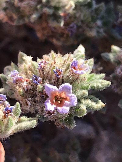 Tiquilia atacamensis, photographed by william_hoyer
