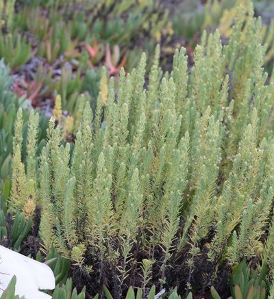 Suaeda californica, photographed by Jesse Rorabaugh