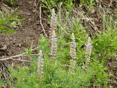 Lupinus sierrae-blancae, photographed by CK2AZ