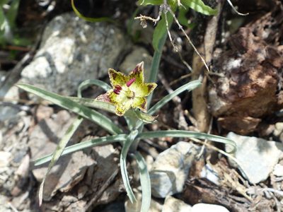 Fritillaria pinetorum, photographed by rjs
