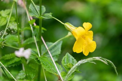 Erythranthe decora, photographed by Yuan Zhuang