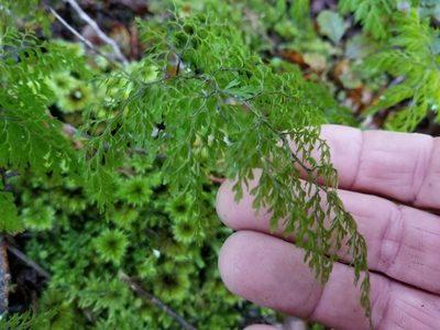 Hymenophyllum bivalve, photographed by Brett Sandford