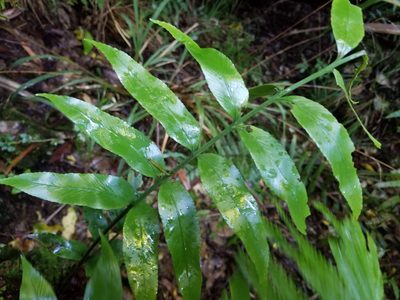 Asplenium lepidotum, photographed by Brett Sandford
