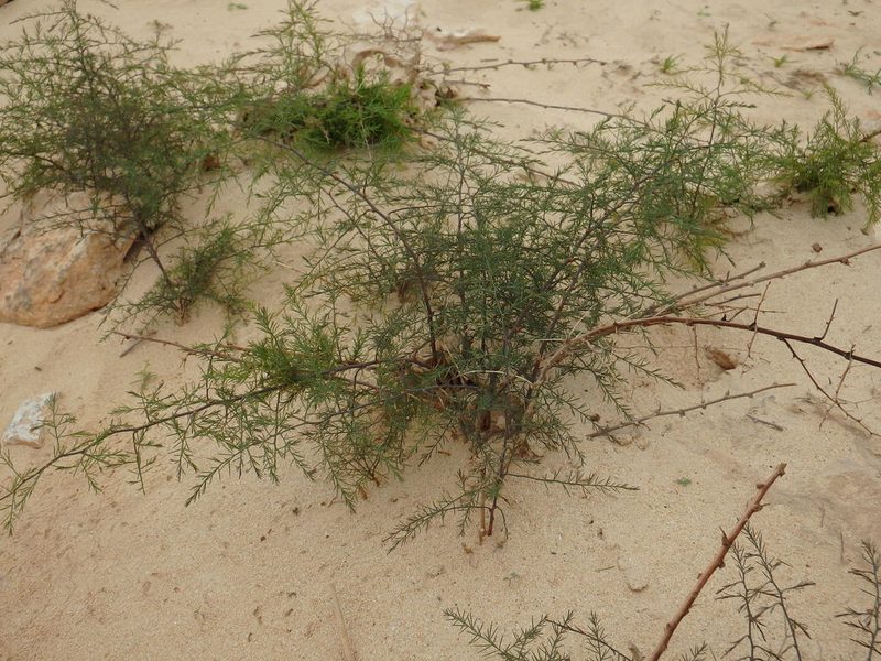 Asparagus squarrosus, photographed by Duarte Frade