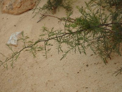 Asparagus squarrosus, photographed by Duarte Frade