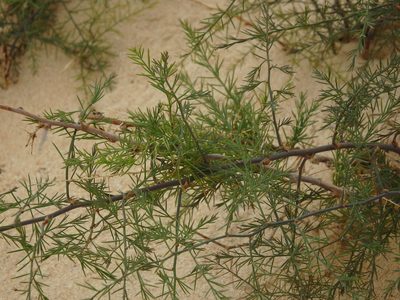 Asparagus squarrosus, photographed by Duarte Frade